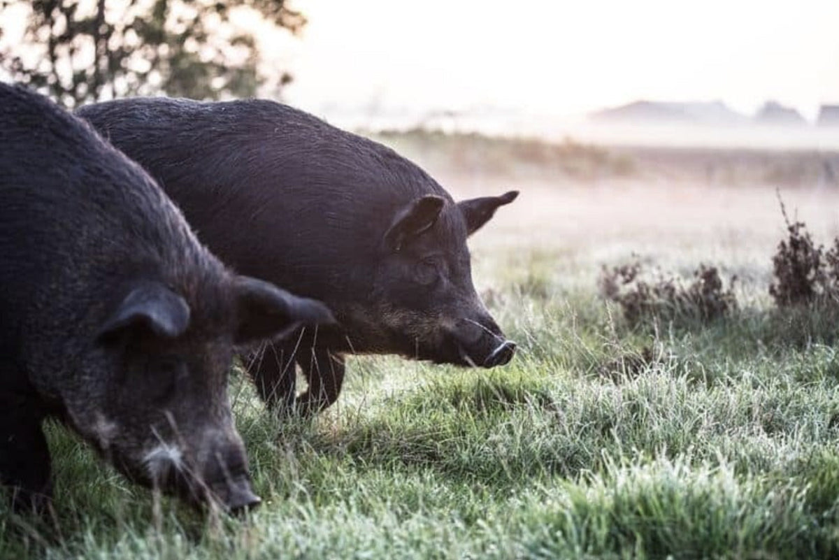 Een toevallige ontmoeting met het Menapisch varken
